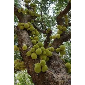 Common Amla Plant